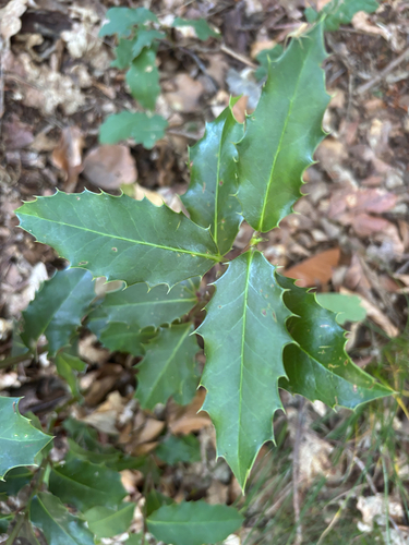 European holly