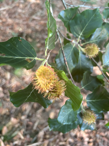 European beech