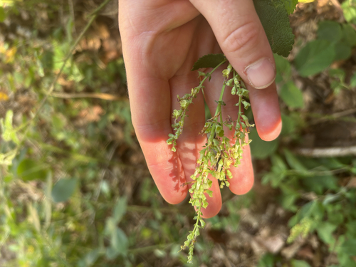 woodland germander