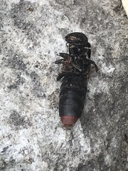 Platydracus phoenicurus