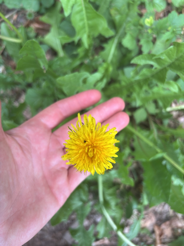 common dandelion