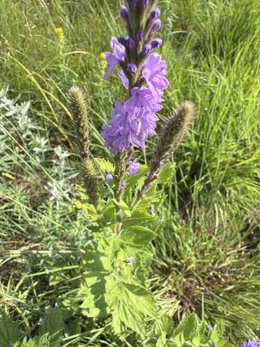 hoary vervain