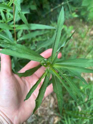 fireweed