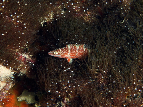 Oxycheilinus orientalis observed 2026-07-09