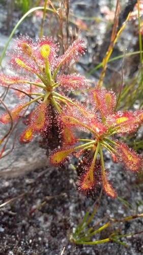 Drosera glabripes