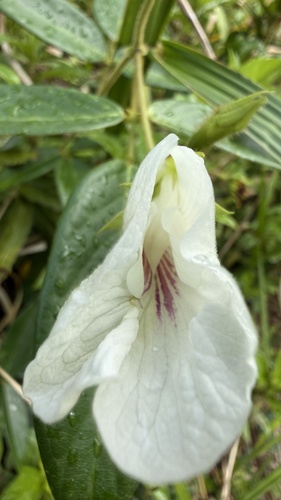 Clitoria falcata observed 2026-07-09