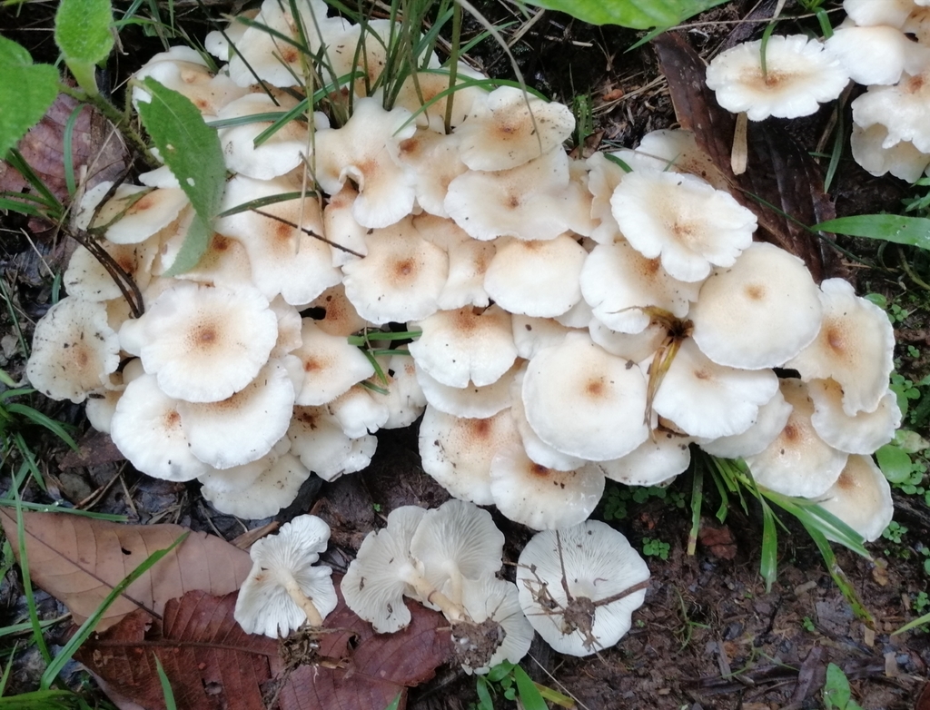 Ripartitella brasiliensis · April 2020 · photo: © heimatlos (iNaturalist, cc0)