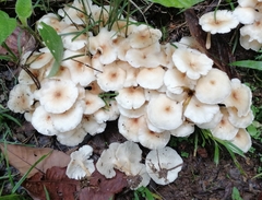 Ripartitella brasiliensis