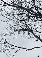 Pipilo erythrophthalmus