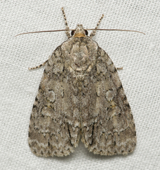 Acronicta modica