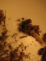 Diagrypnodes wakefieldi