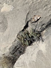 Myriopteris windhamii