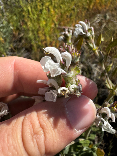 African sage (Salvia aethiopis)