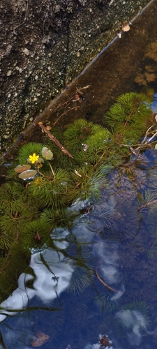 Cabomba aquatica, photograph 2