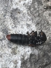 Platydracus phoenicurus