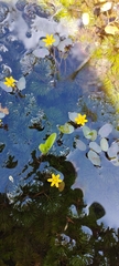 Cabomba aquatica, photograph (c) Brenda O'Grady, some rights reserved (CC BY-SA)