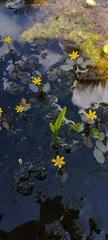 Cabomba aquatica, photograph (c) Brenda O'Grady, some rights reserved (CC BY-SA)