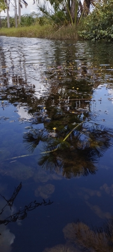 Cabomba aquatica, photograph 5