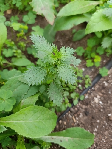 Наблюдение на iNaturalist