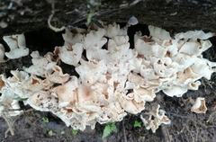 Ripartitella brasiliensis