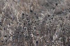 Salix humilis tristis