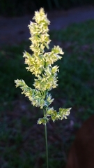 Poa arachnifera