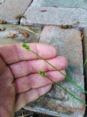 Carex leavenworthii