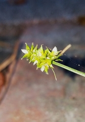 Carex leavenworthii