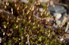 Polytrichum piliferum