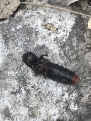 Platydracus phoenicurus