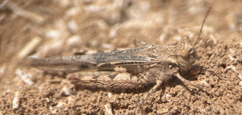 Common Digging Grasshopper