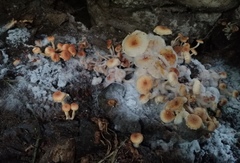 Ripartitella brasiliensis