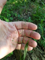 Dichanthelium commutatum