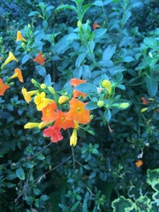 Streptosolen