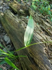 Dichanthelium commutatum