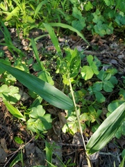 Dichanthelium commutatum