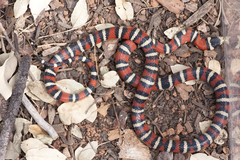 Lampropeltis pyromelana