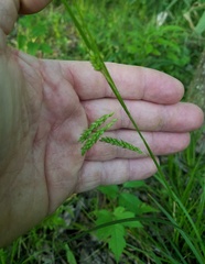 Carex oxylepis