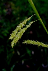 Carex oxylepis