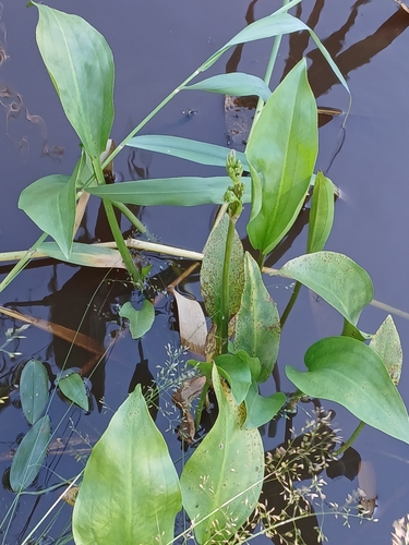European Water-plantain
