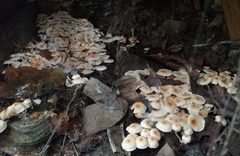 Ripartitella brasiliensis