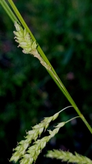 Carex oxylepis