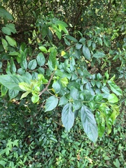 Rhamnus formosana
