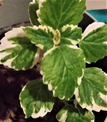 Coleus paniculatus