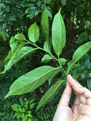 Rhamnus formosana