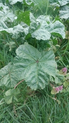Malva