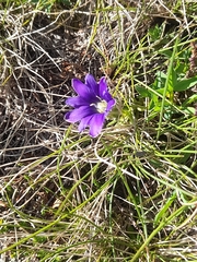 Gentiana pyrenaica