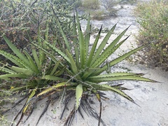 Agave datylio