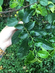 Rhamnus formosana