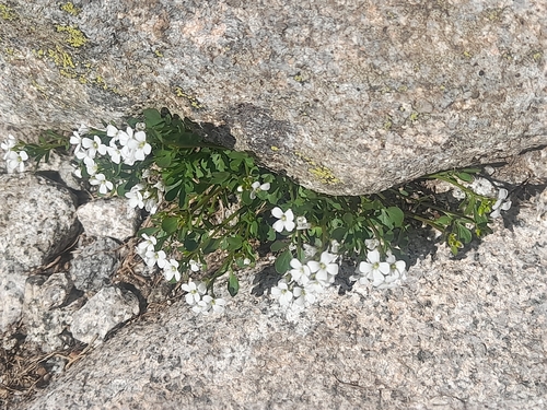 Cardamine resedifolia, photograph 5